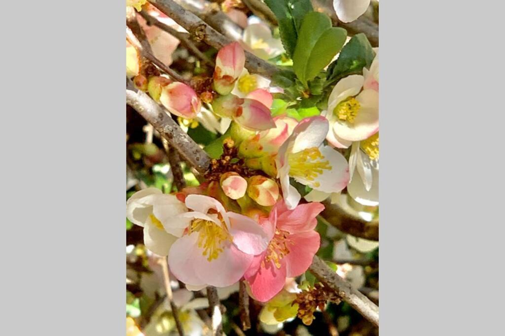 יילוורטון Hectors House Comfortable 4 Bed House In Mature Gardens מראה חיצוני תמונה